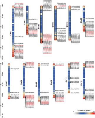 Multi-Omics Analysis Reveals That SlERF.D6 Synergistically Regulates SGAs and Fruit Development